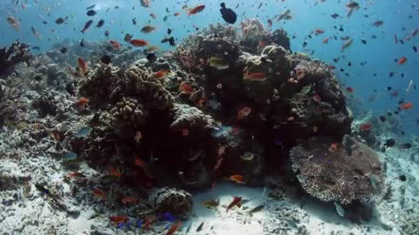 Vibrant Coral Reef — Videoclip de stoc