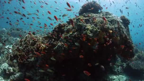 Coloridos peces y arrecifes en el Parque Nacional Komodo — Vídeos de Stock