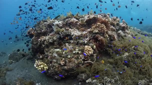 珊瑚 Bommie 和鱼 — 图库视频影像