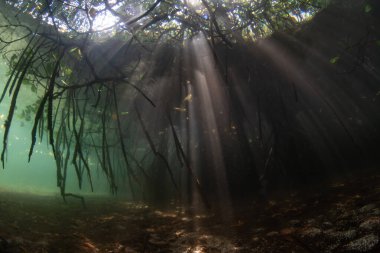 Güneş ışınları Endonezya 'nın Raja Ampat kentindeki mavi bir su mangrovuna iniyor. Bu manzara yüksek deniz biyolojik çeşitliliği ile bilinir ve dalgıçlar ve şnorkeller için popüler bir yerdir..