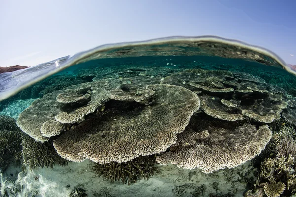 Korale w płytkiej części Oceanu Spokojnego — Zdjęcie stockowe