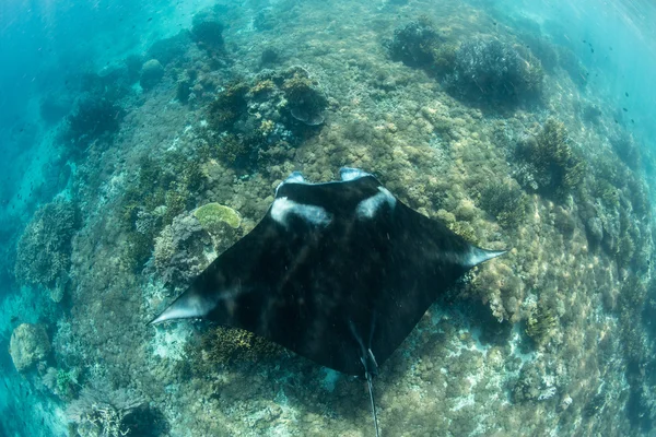 Manta Ray ve Pasifik resif — Stok fotoğraf