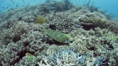 Hawksbill deniz kaplumbağası Endonezya