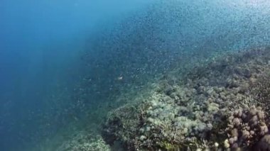 Balık büyük okul Komodo Ulusal Parkı'nda