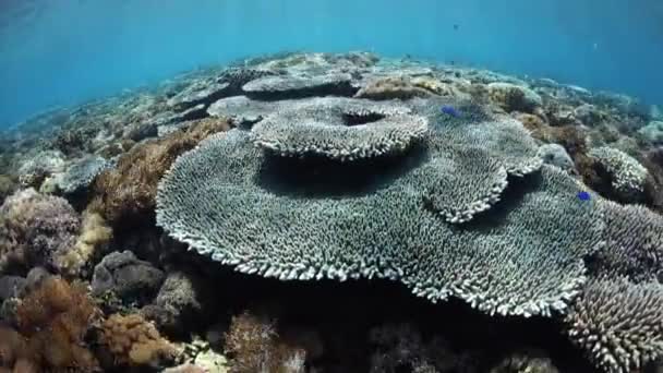 Arrecife de coral y luz solar brillante — Vídeos de Stock