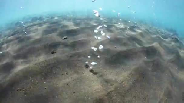 Coralli fragili appena sotto la superficie in Raja Ampat — Video Stock