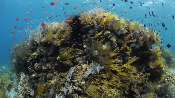 Arrecife de peces y corales — Vídeo de stock