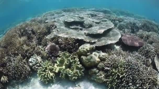 Flache Korallenriffe im tropischen Pazifik — Stockvideo
