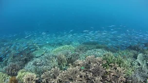 Scholen vis en Reef in Indonesië — Stockvideo