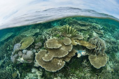 Mercanlar ve balıklar Raja Ampat, Endonezya 'da sığ bir resifte yaşarlar. Bu çarpıcı bölge olağanüstü deniz biyolojik çeşitliliğine ev sahipliği yapıyor ve tüplü dalış ve şnorkelle yüzmek için popüler bir yer..