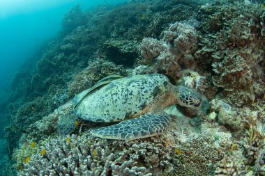Büyük bir yeşil deniz kaplumbağası olan Chelonia mydas, Endonezya 'nın Raja Ampat kentindeki bir mercan resifinde yaşar. Bu yaygın kaplumbağa esasen otobur ve yakın zamanda nesli tükenmekte olan türler listesinden çıkarıldı..