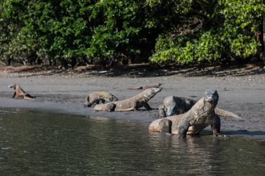 Komodo Dragons on Beach clipart