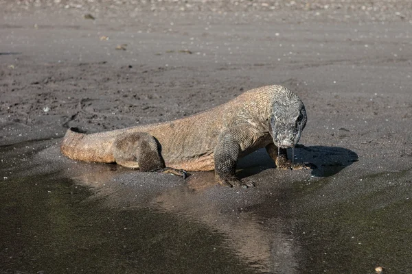 Komodo Dragon on Beach — Stock Photo, Image