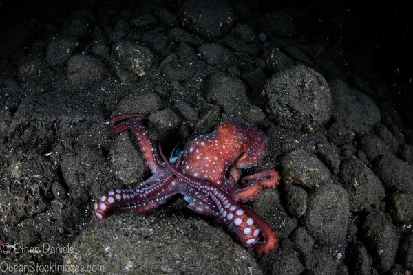 Sterrennacht Octopus — Stockfoto