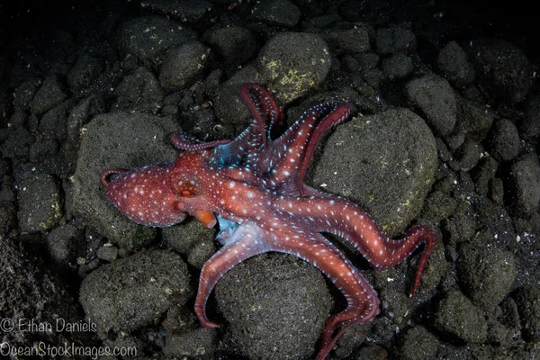 Sterrennacht Octopus — Stockfoto