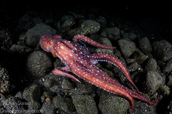 Starry Night Octopus — Stock Photo, Image