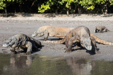 Tehlikeli Komodo ejderleri sahilde