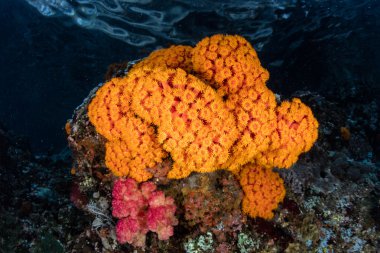 Canlı Kupası mercan Endonezya