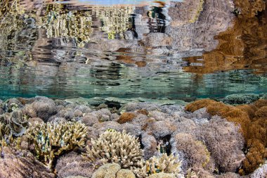 Kırılgan mercan resif sığ suda