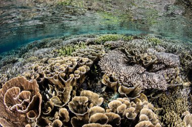 Kırılgan mercan Komodo Ulusal Parkı'nda