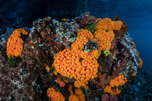 Барвисті Кубок коралів в Комодо, Індонезія — стокове фото