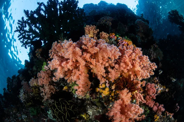 Corales suaves coloridos en Indonesia —  Fotos de Stock