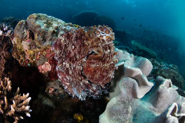 Pulpo camuflado en el arrecife de coral —  Fotos de Stock