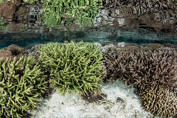 Корали, дзеркальне відображення в спокійній поверхні — стокове фото