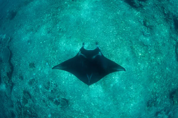 Manta Ray ve derin yer