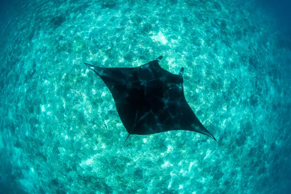 Manta Ray en las profundidades — Foto de Stock