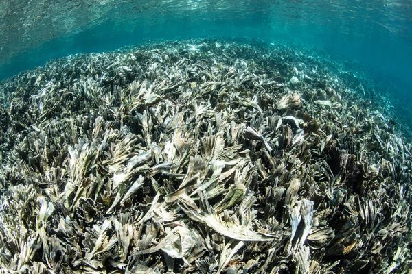 Destruição de recifes de coral — Fotografia de Stock