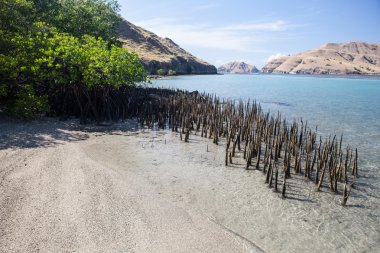 Mangrove Roots on Beach in Komodo National Park, Indonesia clipart