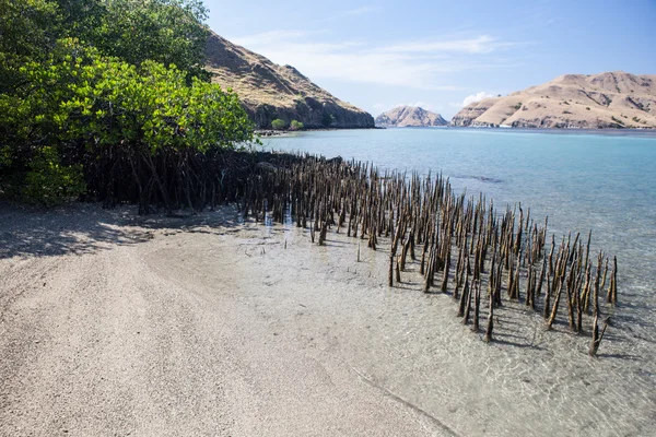 Komodo Ulusal Parkı, Endonezya kumsalda mangrov kökleri