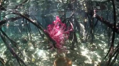 Yumuşak mercanlar ve mangrov orman Raja Ampat içinde