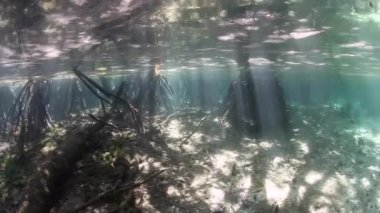 Güneş ışığı ve mangrov orman Raja Ampat gölgede