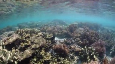 Raja Ampat sığ Coral Reef