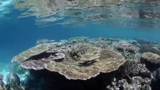 Barriera corallina poco profonda a Raja Ampat — Video Stock