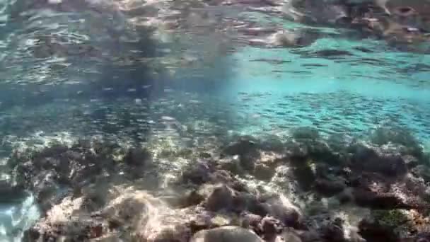 Escuelas de peces sobre arrecife poco profundo — Vídeos de Stock