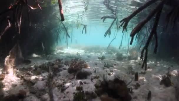 Bosque de manglares en Indonesia — Vídeos de Stock