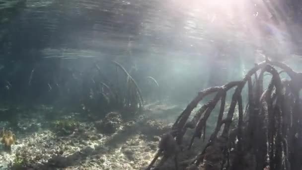 Solljus som lyser in tropiska Mangrove skogen — Stockvideo