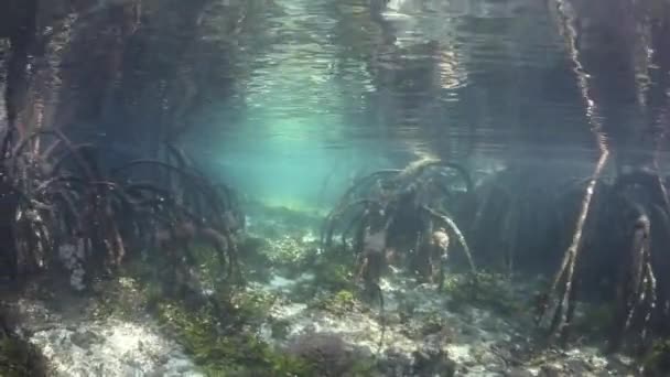 Mangrove en Raja Ampat, Indonésie 