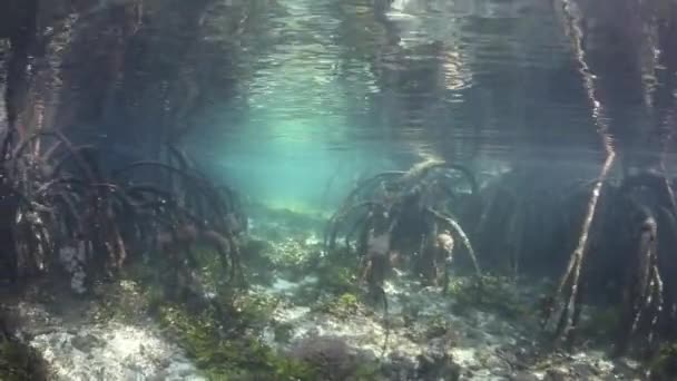 Mangrove i Raja Ampat, Indonesien — Stockvideo