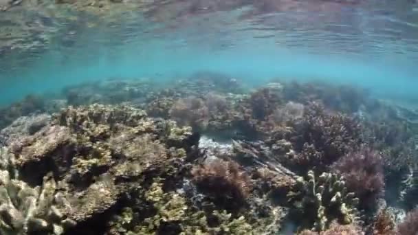 Recife de Coral raso em Raja Ampat — Vídeo de Stock