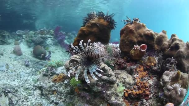 Lionfish і дрібної кораловий риф — стокове відео