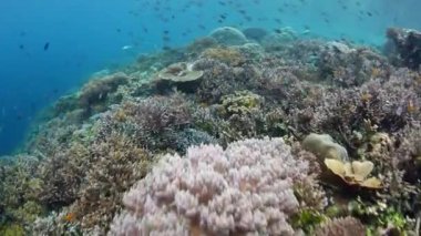 Raja Ampat güzel, sağlıklı Resifi'nde
