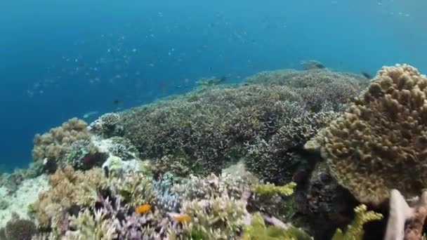 Friska Stilla Coral Reef — Stockvideo