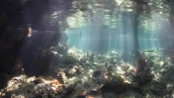 Solljus och mangroveskog i Indonesien — Stockvideo