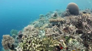 Çeşitli mercan kayalığı tropikal Pasifik
