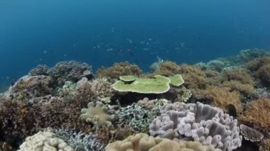 Sağlıklı mercan kayalığı tropikal Pasifik