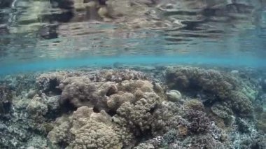 Sağlıklı mercan kayalığı tropikal Pasifik